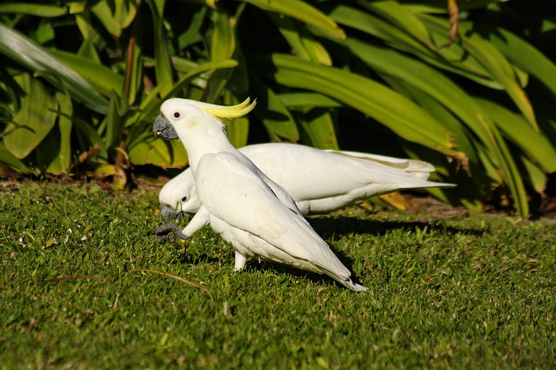 2009-11-06 22-02-59_3.jpg - Kakadu mit Freund
